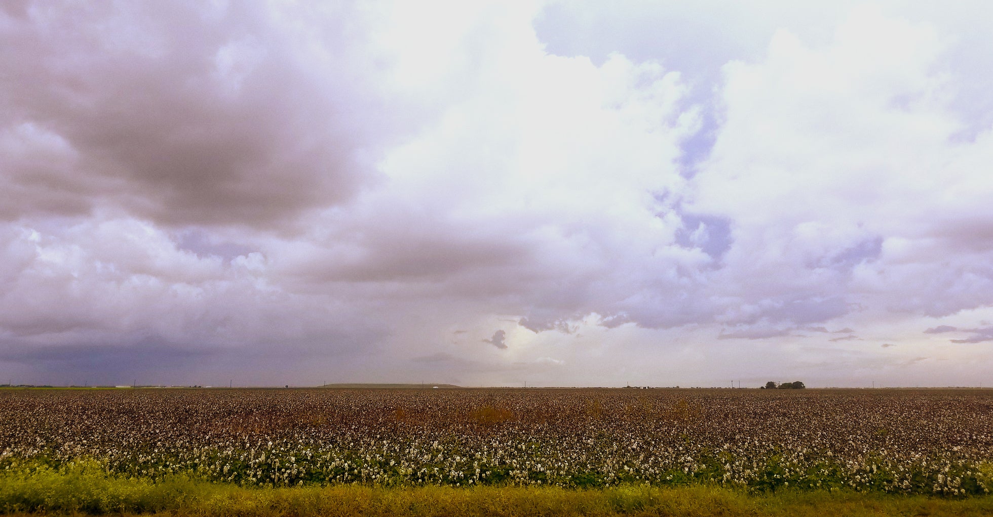 Cotton field after the rain